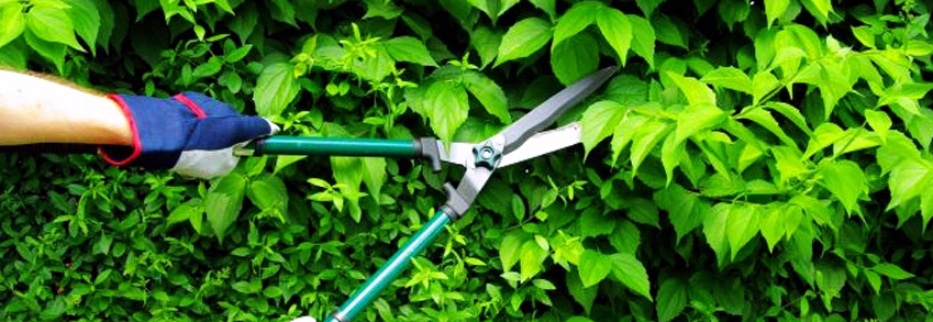 Mantenimiento de jardines: los setos, consejos básicos