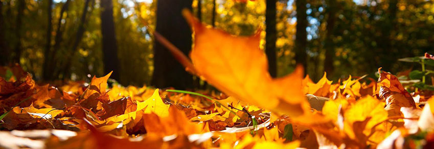 Conservar las plantas del jardín durante el otoño