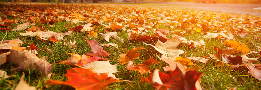 Mantenimiento de jardines en otoño
