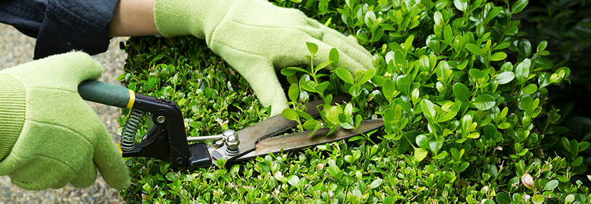 Limpieza y cuidados de zonas verdes